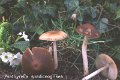 Psathyrella spadiceogrisea-amf1583